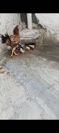 aseel chicks