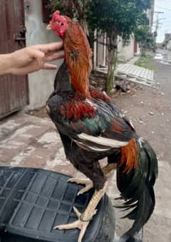 Aseel Murgha Lakha