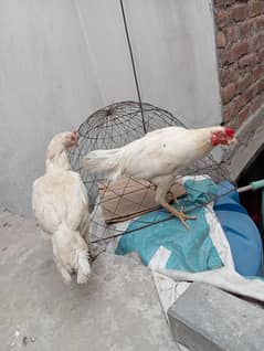heera aseel pair for sale