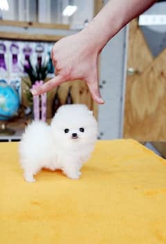 pomeranian puppies 03198435459