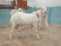 4 Rajunpuri goats