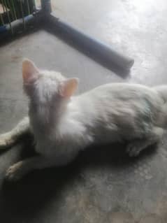 Blue eyes Long koat Persian cat 03134817080