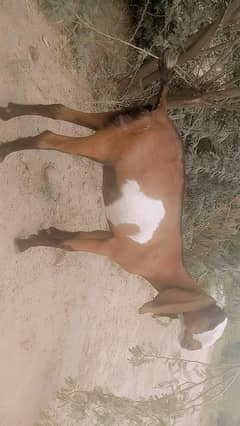 bakri