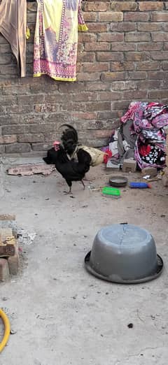 Desi hen egg laying for sale