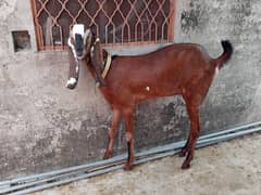 pure nagari paath age 7 month