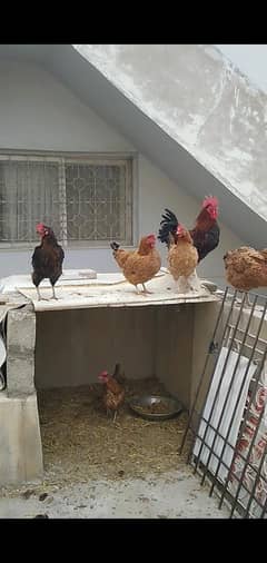1 male 4 female