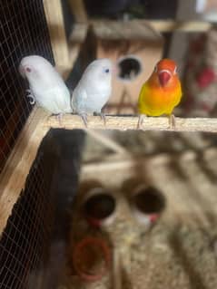 Parrots with cage