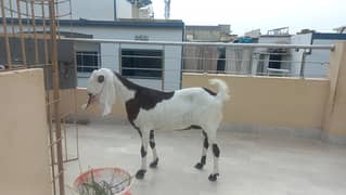 Goat selling