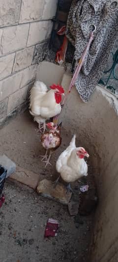 desi hens for sale