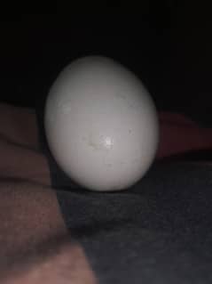 special egg