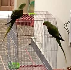Kashmiri Raw Parrot Pair with Cage