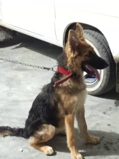 German