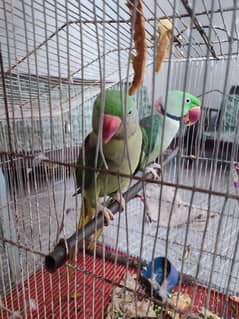 Raw parrots age 4 year