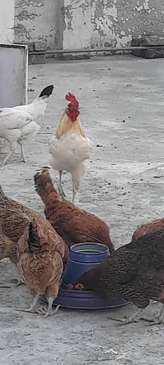hens