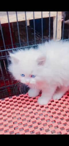 Persian