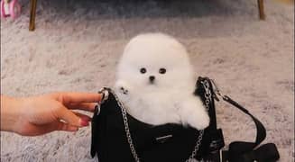Pomeranian puppies 03198435459