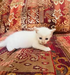 turkish