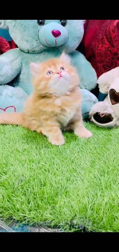 Persian kitten | triple long coated Kittens |  03407399480 WhatsApp