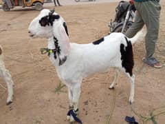 Bakri
