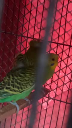 I am selling all bird
