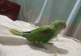 Raw parrot for sale