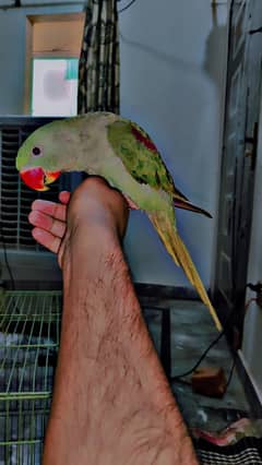 Kashmir raw parrot