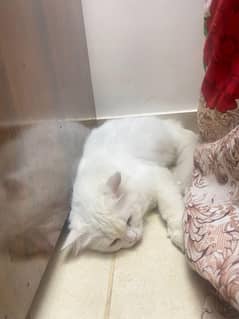 Persian cat