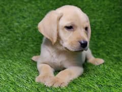 Labrador puppies