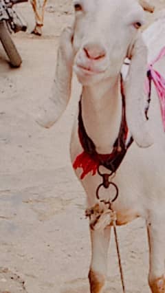 both gulabi goats female