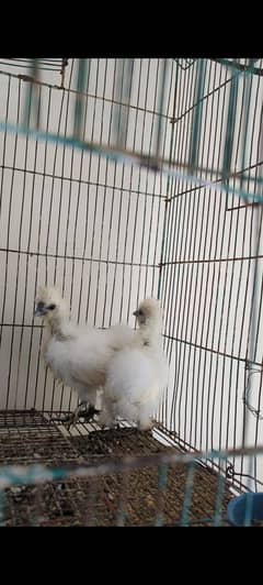 Silkie