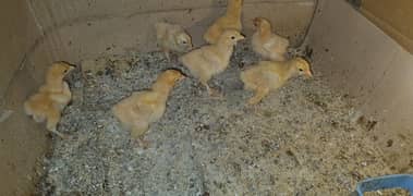 Golden heavy buff chicks