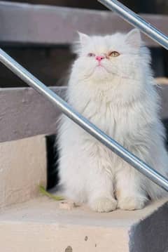 Persian kitten | triple long coated Kittens |  03407399480 WhatsApp