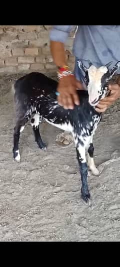5 months female goat