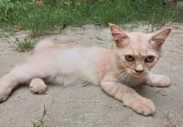 Persian kitten cat