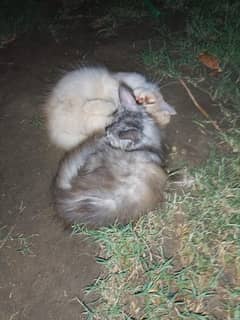 Persian