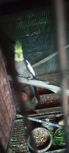 cocktail breeder pair and lovebird