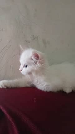 Persian cat