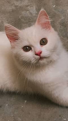 Male Persian Cat