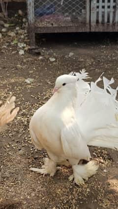 AMERICAN FANTAIL PIGEONS