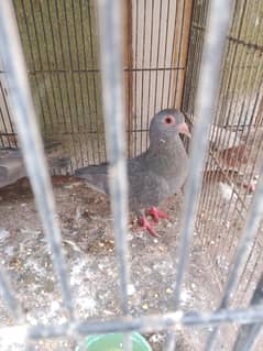 gray menadag