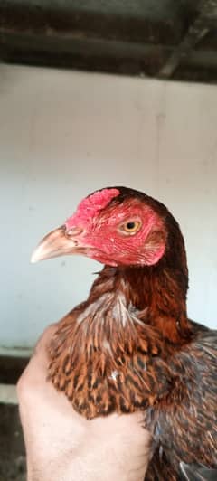 Aseel/ Aseel Minawali/ Pakistani Aseel/ Aseel Murga/ Aseel Chicks