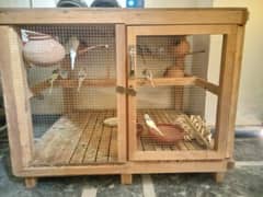 Cages plus birds for sale