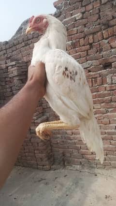 Aseel white Chena Mianwali phata for sale Whatsapp 03205349720