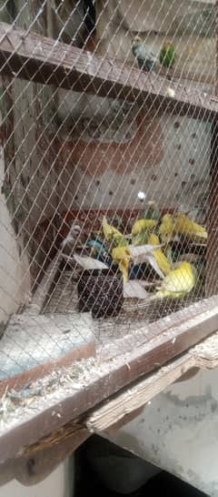 Australian birds