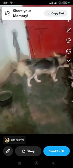 husky