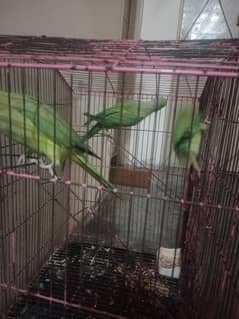 3 Kathay 2 pair 1 male