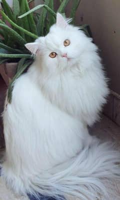 MALE CAT FOR MATING[NOT FOR SALE]