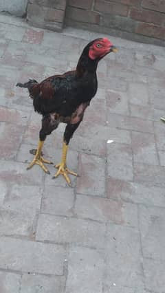 aseel saiwal phatta
