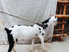 tadi khassi bakra 7 month bhora bacha hy pic available