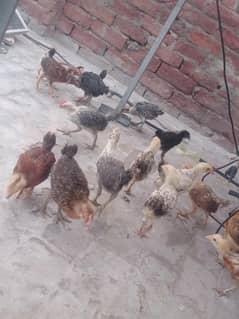 dase chiks gher ke murguo k chick's ha 2 month wat+3147671096